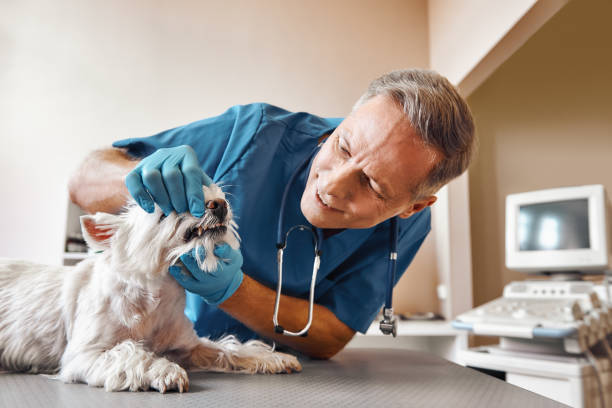Best Emergency Root Canal Therapy in Orofino, ID